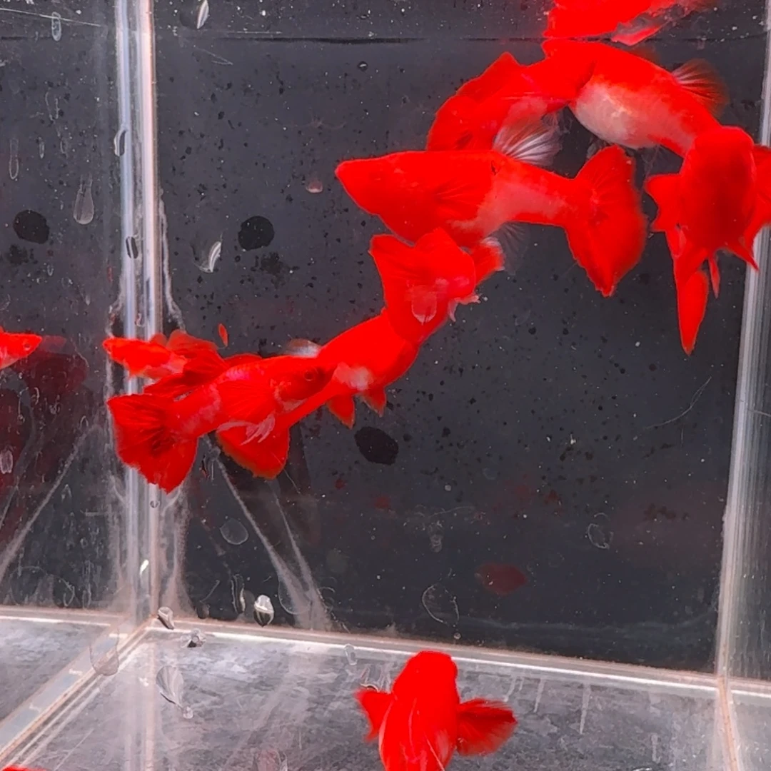 孔雀鱼瑕疵双分水5对 不死不包损