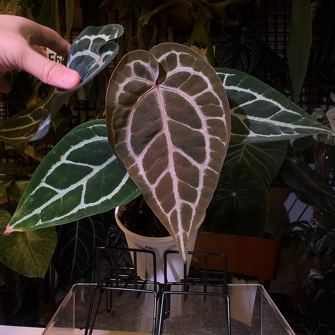 完全开放F64优选红水晶杂小钻石