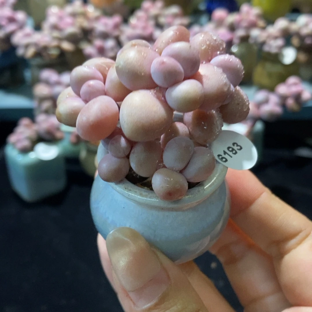 6193水光腰子蛋带盆土