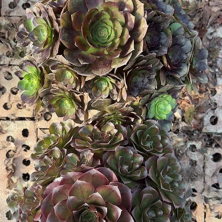 两颗多肉法师不包损37