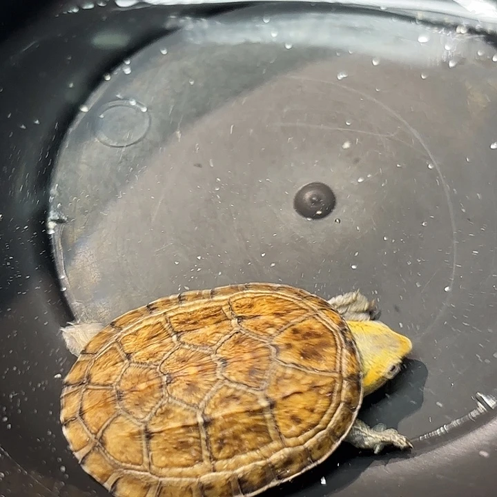 不分公母蛋龟A5全品芒果头小一代红面3.5公分