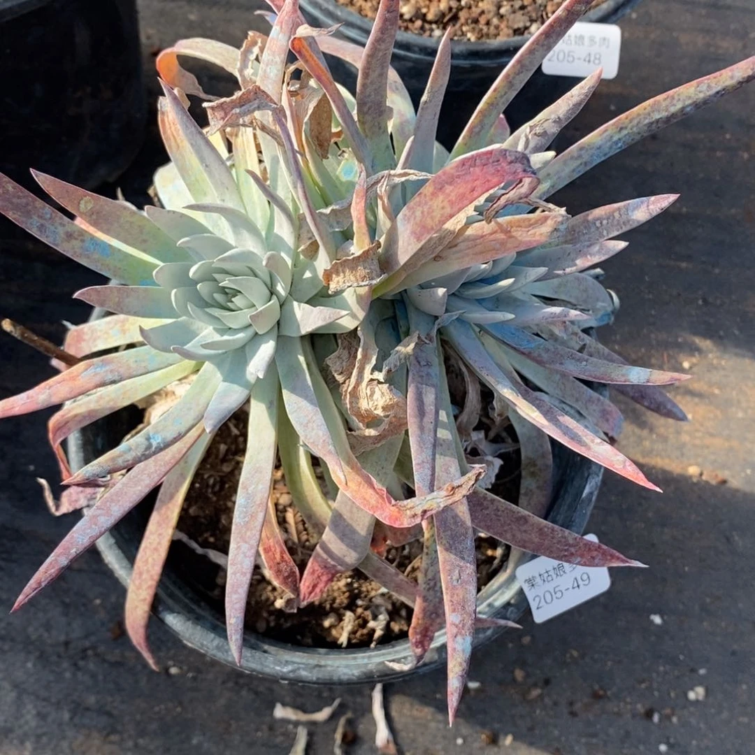 49号雪奴粗腿子群