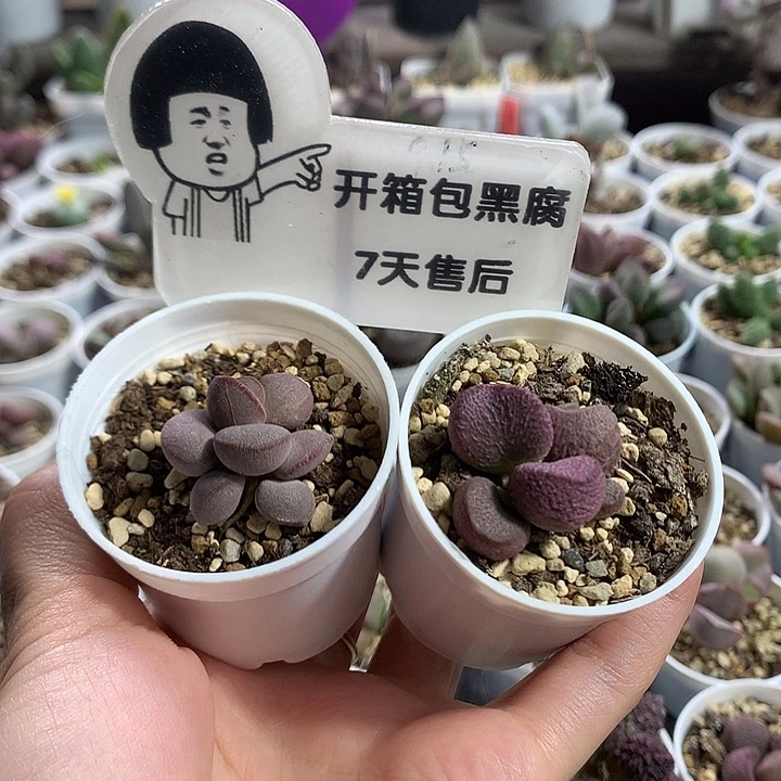 新手组合3–专拍专拍