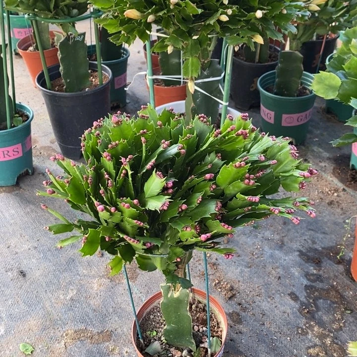 当前无花栽培后可以开花382嫁接爱玛