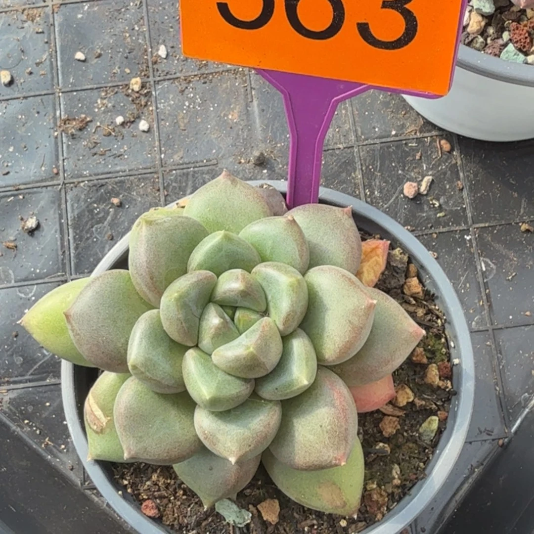 红象牙一物一拍563