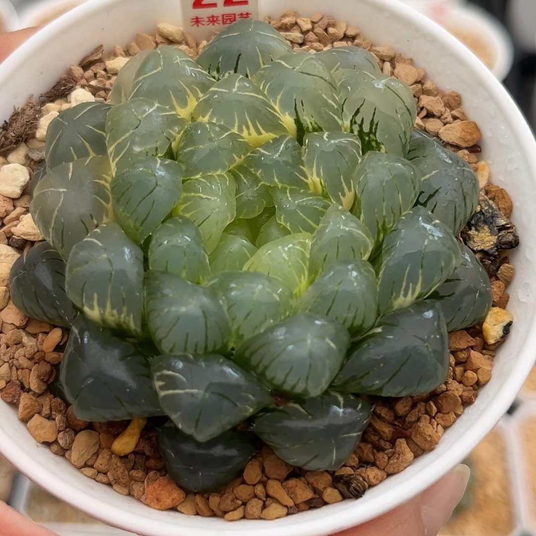 22糊斑湖水玉露锦福利福利