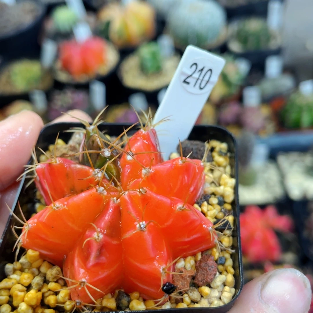 盆5公分满25包邮裸根发货