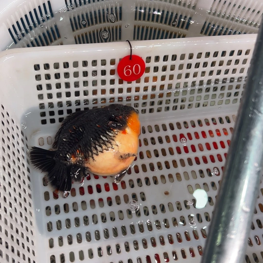 L***L金鱼你好吗我想你了
