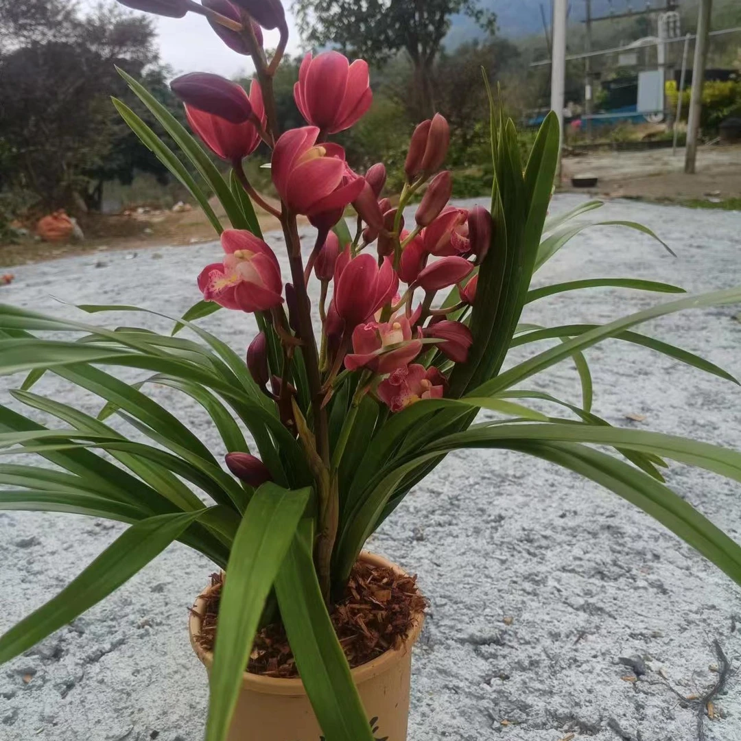 室内开花盆栽绿植兰花红宝石室内绿植推荐名贵兰花客厅