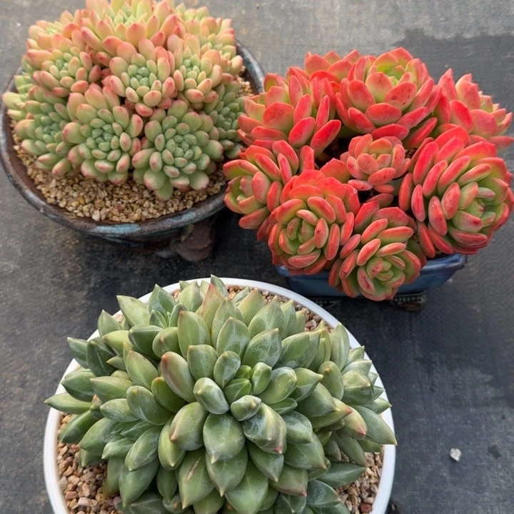 多肉植物百搭翡翠