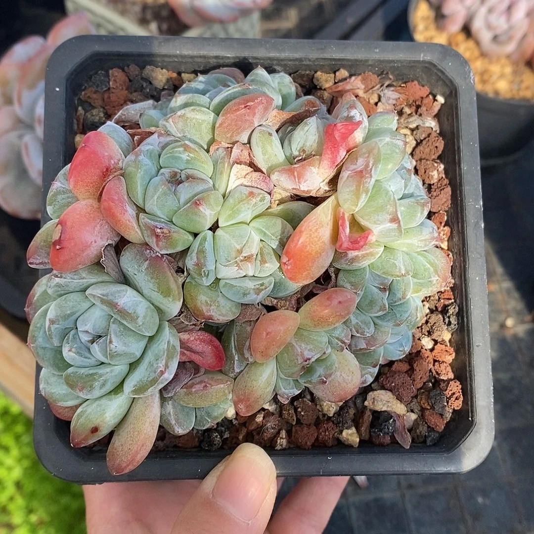 琥珀冰玉哈哈哈哈哈