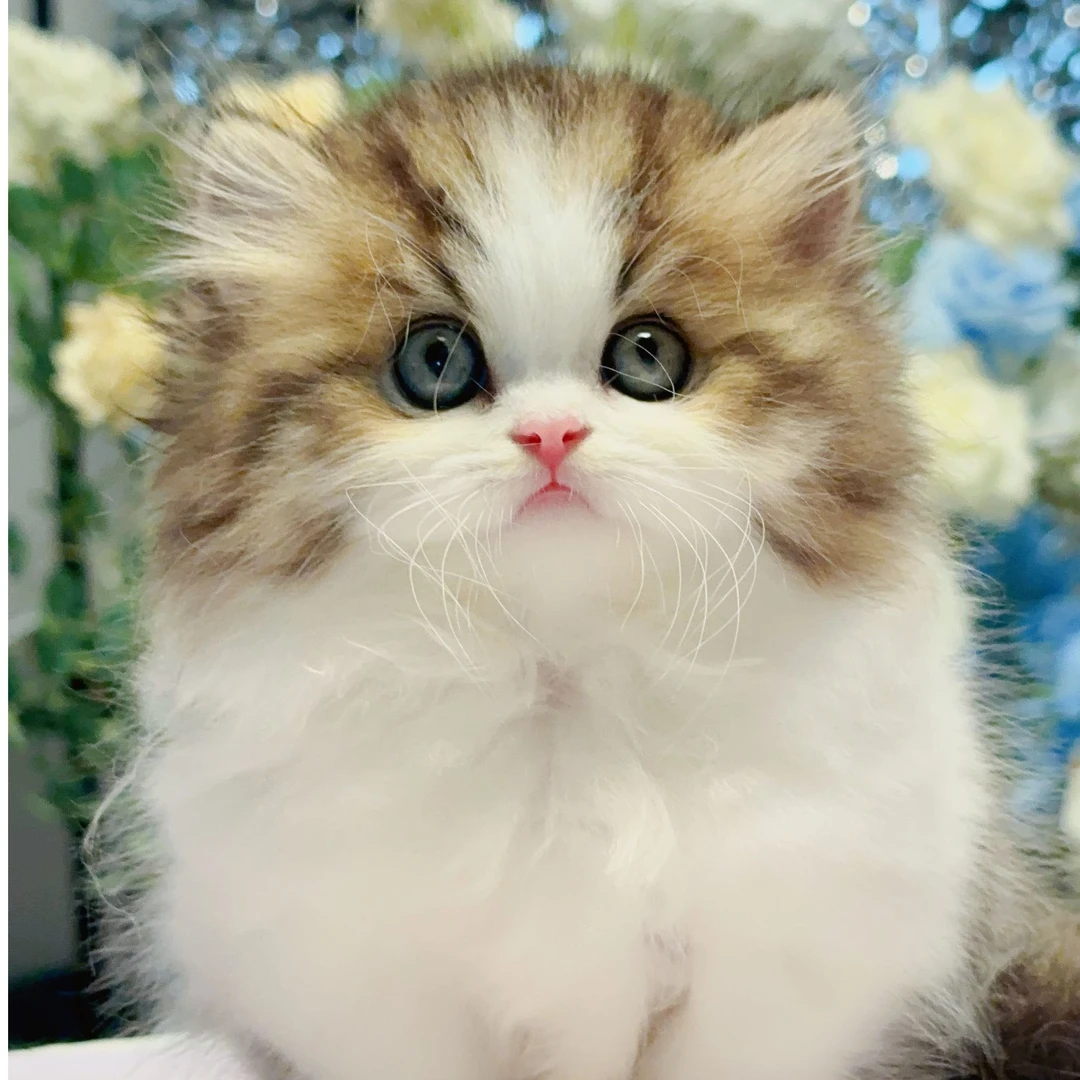 甜甜圈——金白米努特矮脚弟弟宠物猫咪活体全款链接