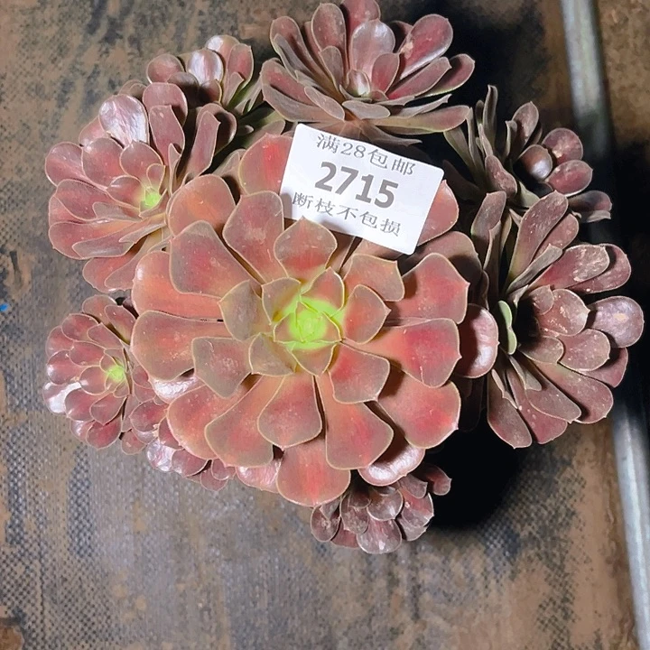 2715花那多肉植物保护