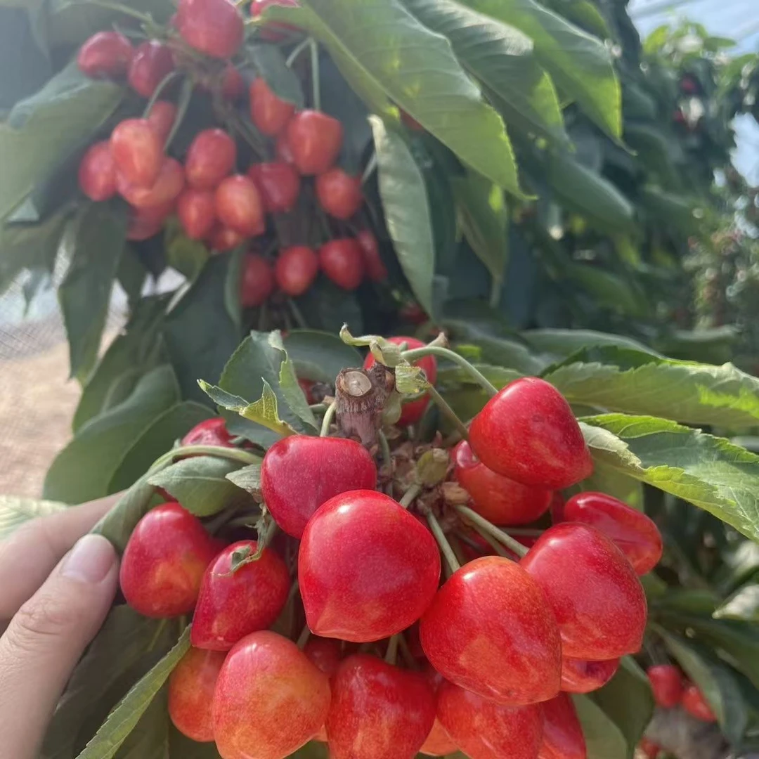 w【5斤装大果顺丰次日达】大连樱桃陆地头茬沙蜜托心型J大果酸甜口感产地现摘现发净重4.2斤萨米脱樱桃