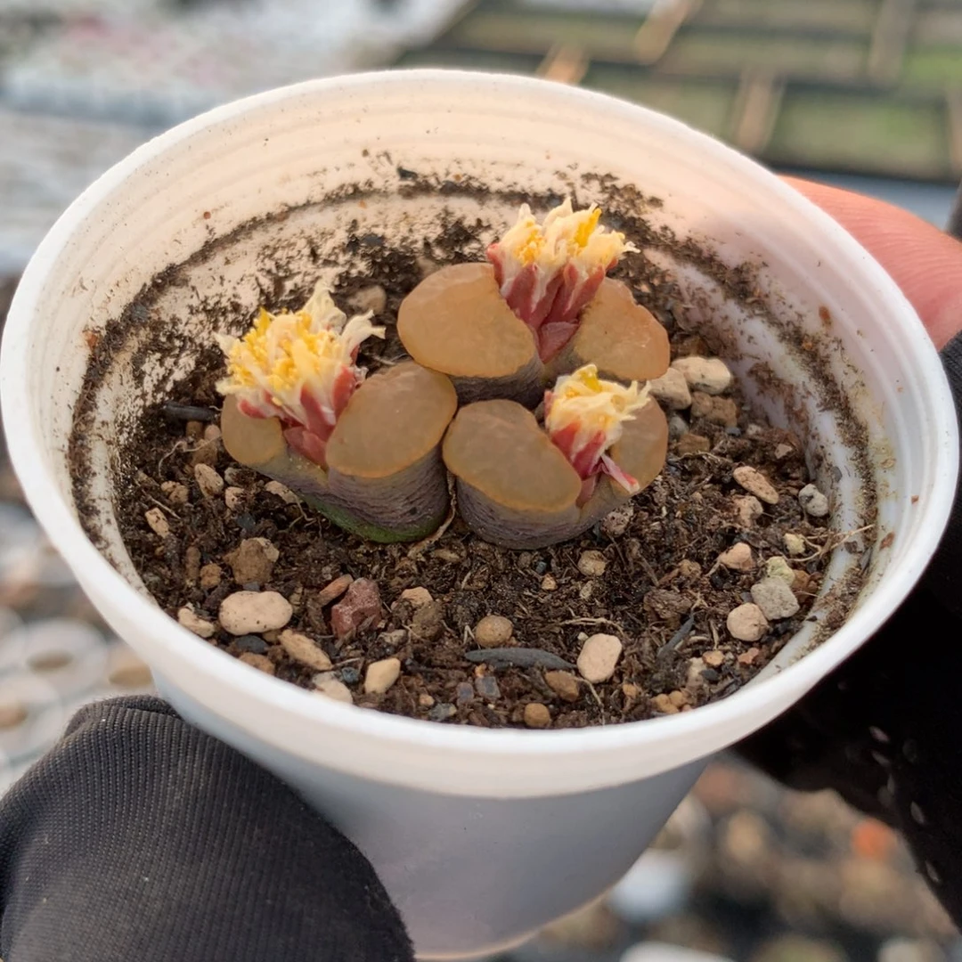 56号磁铁风铃母本