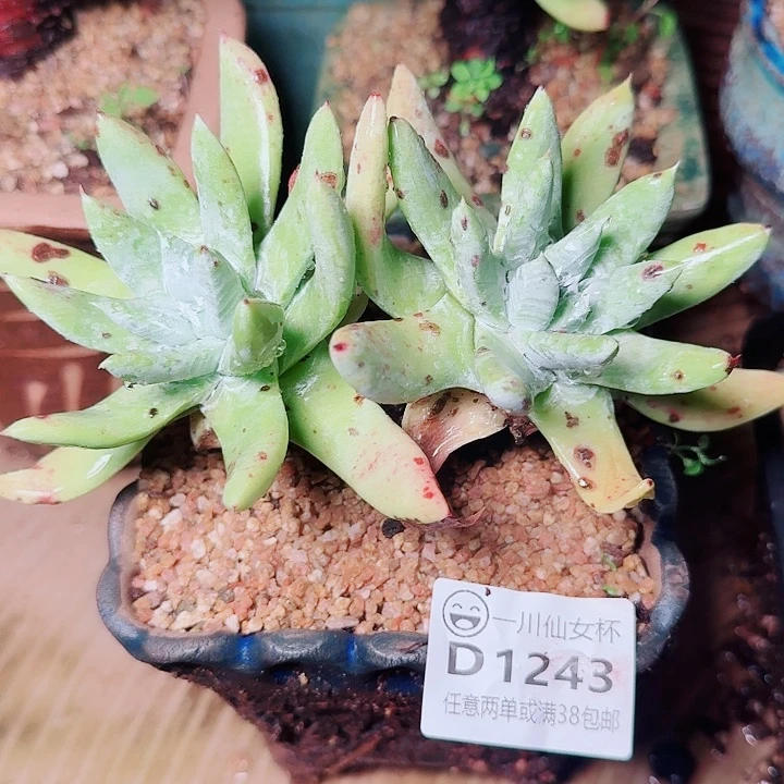 1243苹果拇指仙女杯多肉