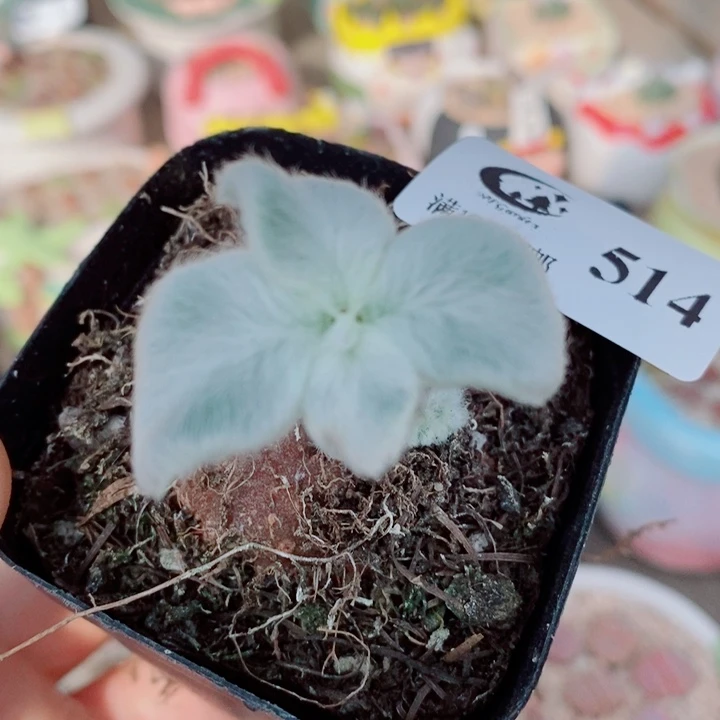 生石花花花花花花花514