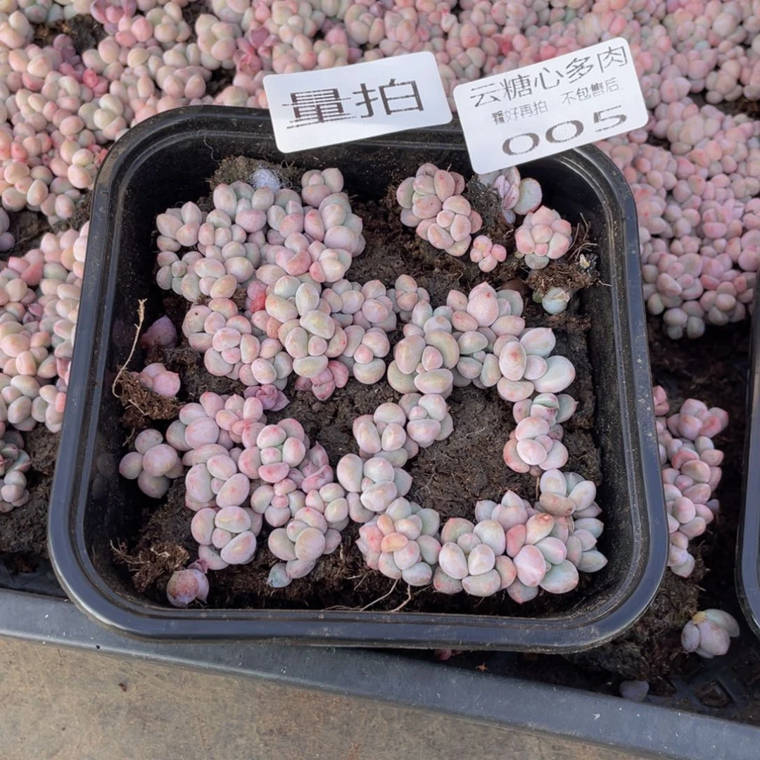 云糖心多肉植物005