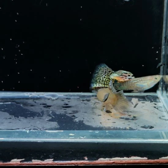 孔雀鱼野生色黄蛇一对