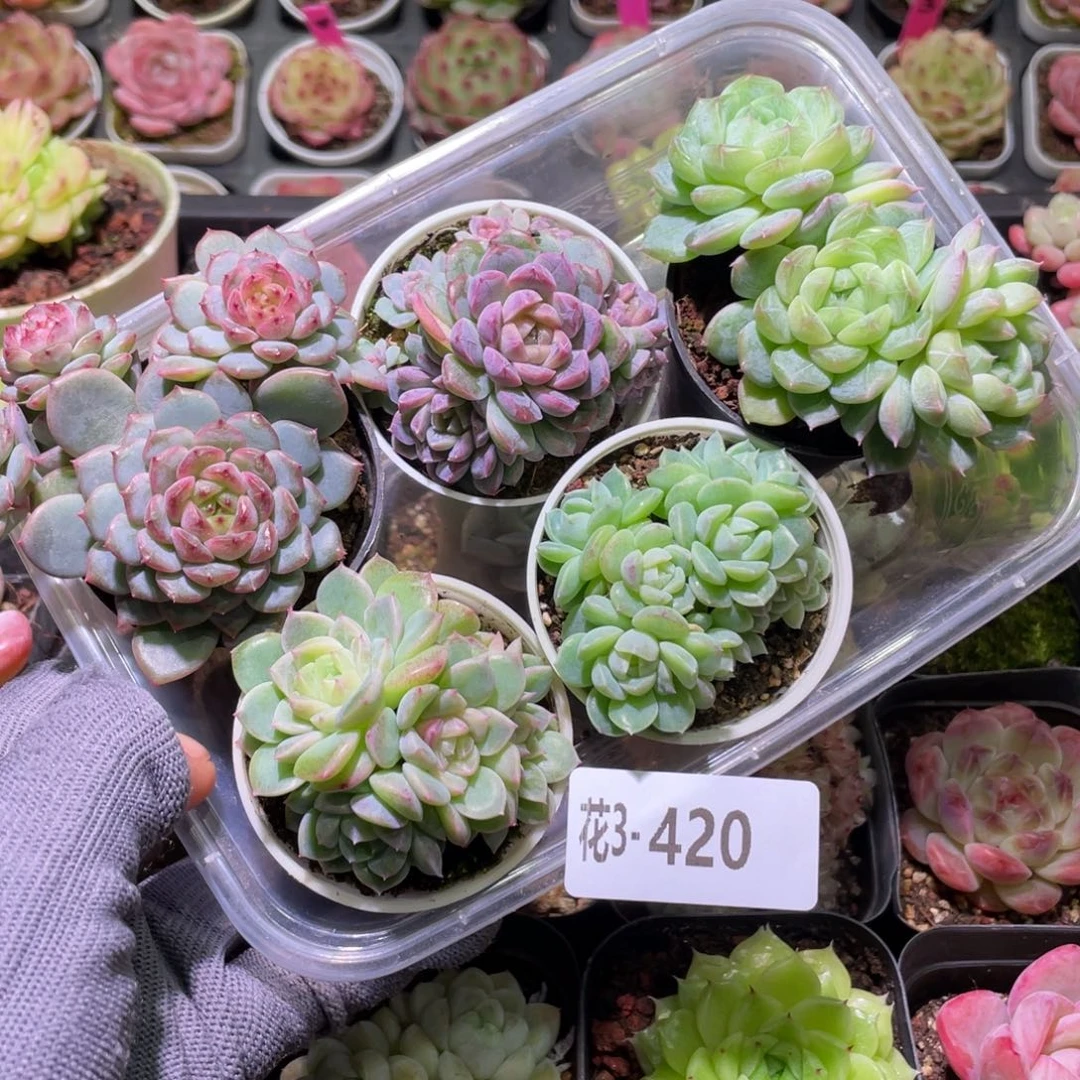 花利美3-420珍妮 5