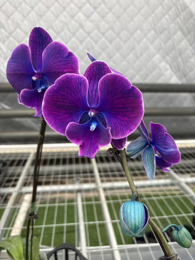 【紫蝶】吸色马卡龙蝴蝶兰 带花和花苞发货（蝴蝶兰基地批发直播