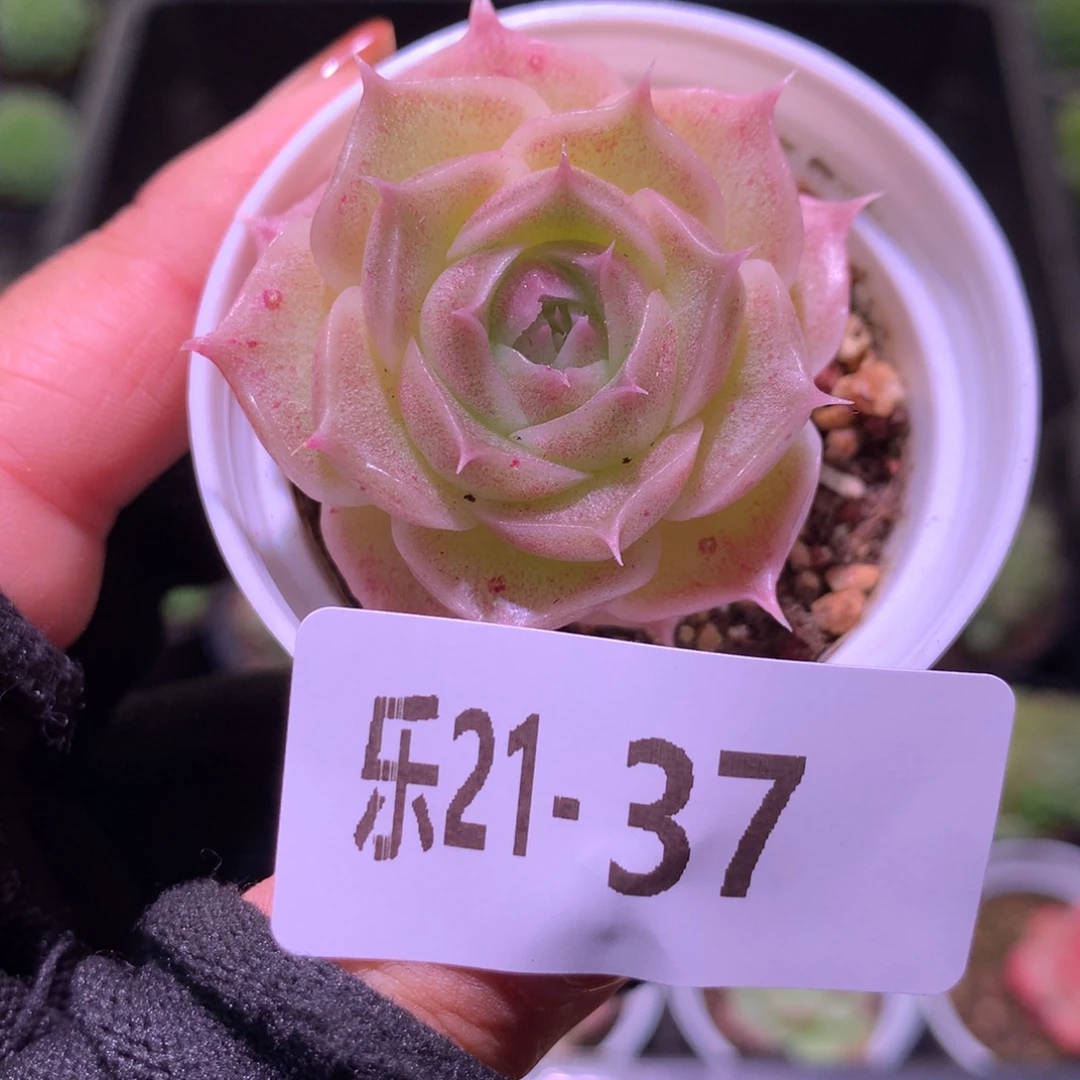 乐然21-37 霜瓷单头