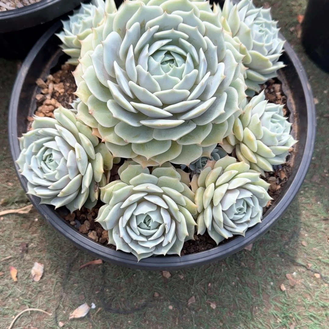 多肉植物多肉植物