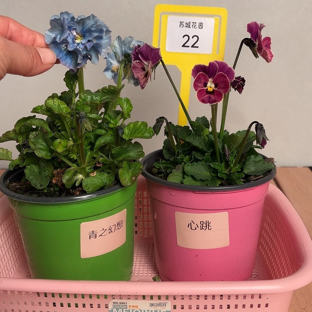 大部分开放少量花苞22