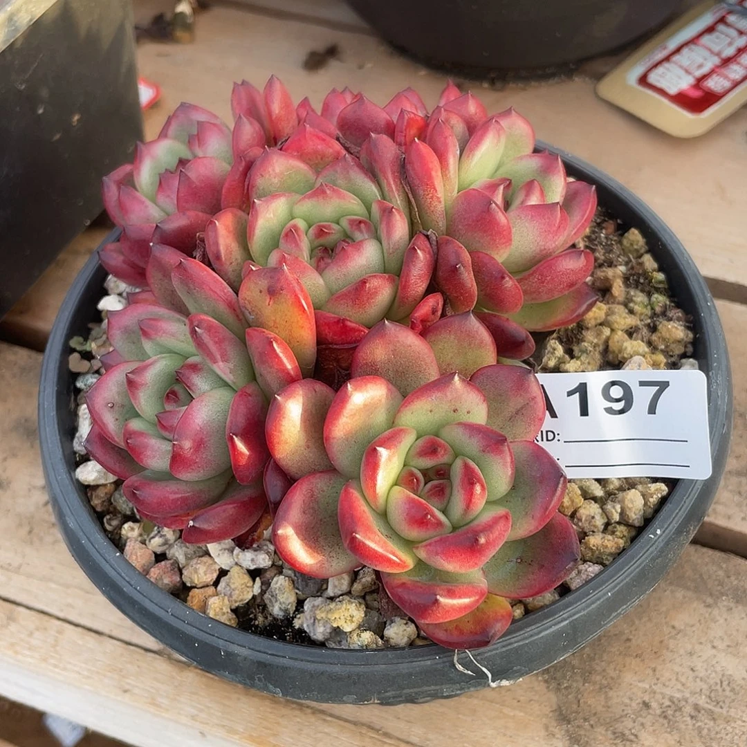 P***t若如东云单拍A197