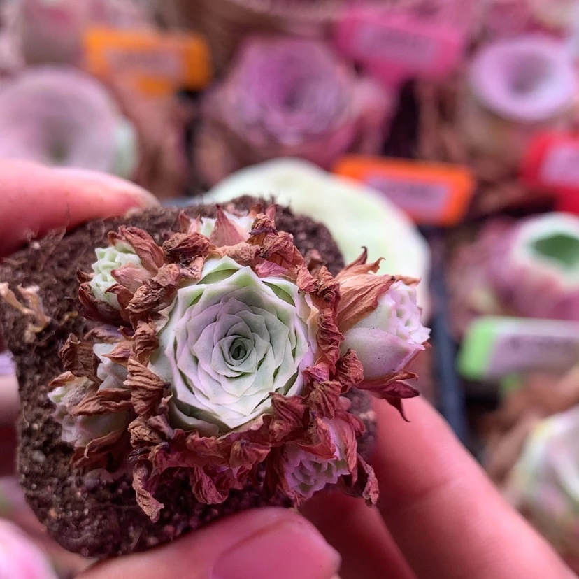 【闪购商品】隐****膀秋夕430