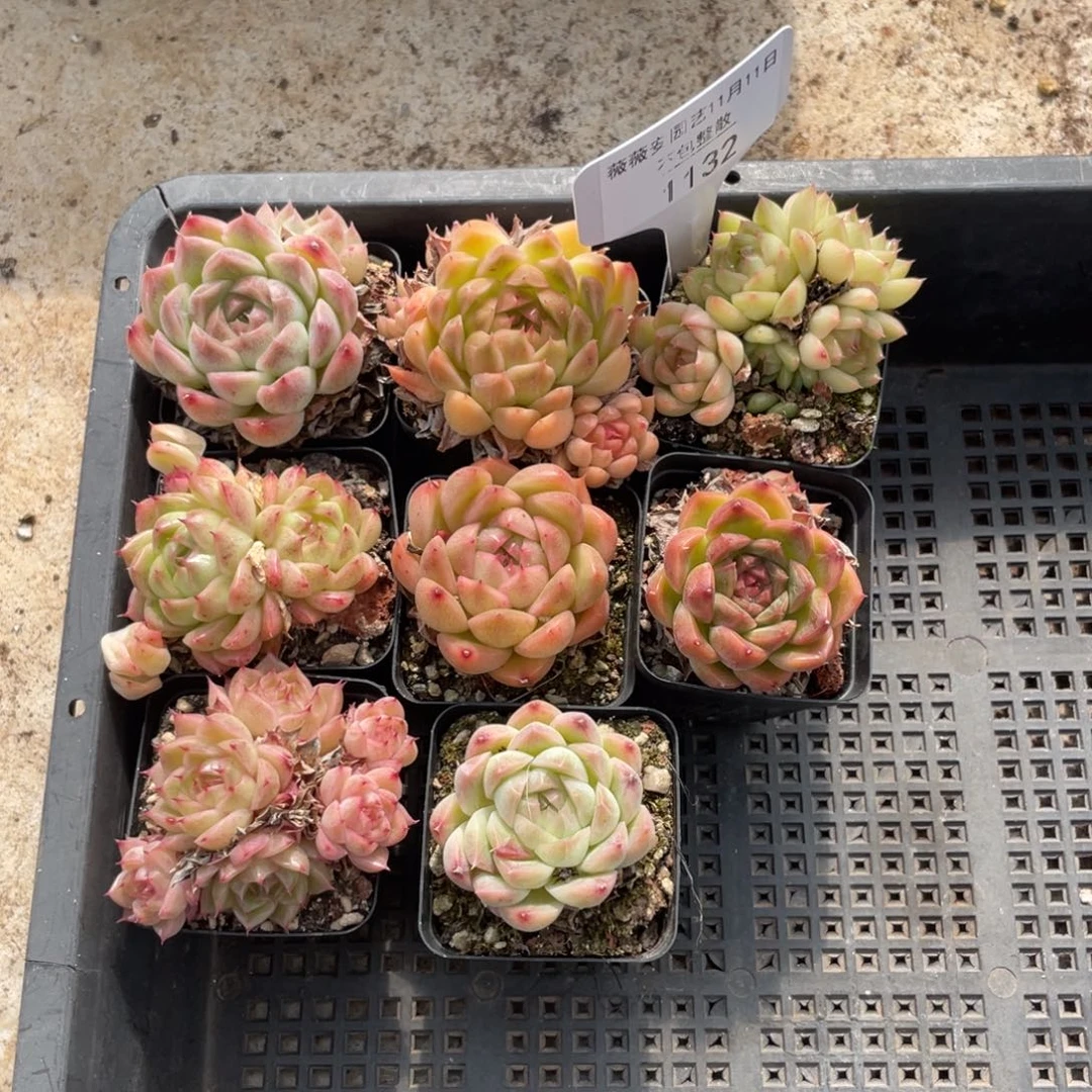 不包整散 盆子不售后1132