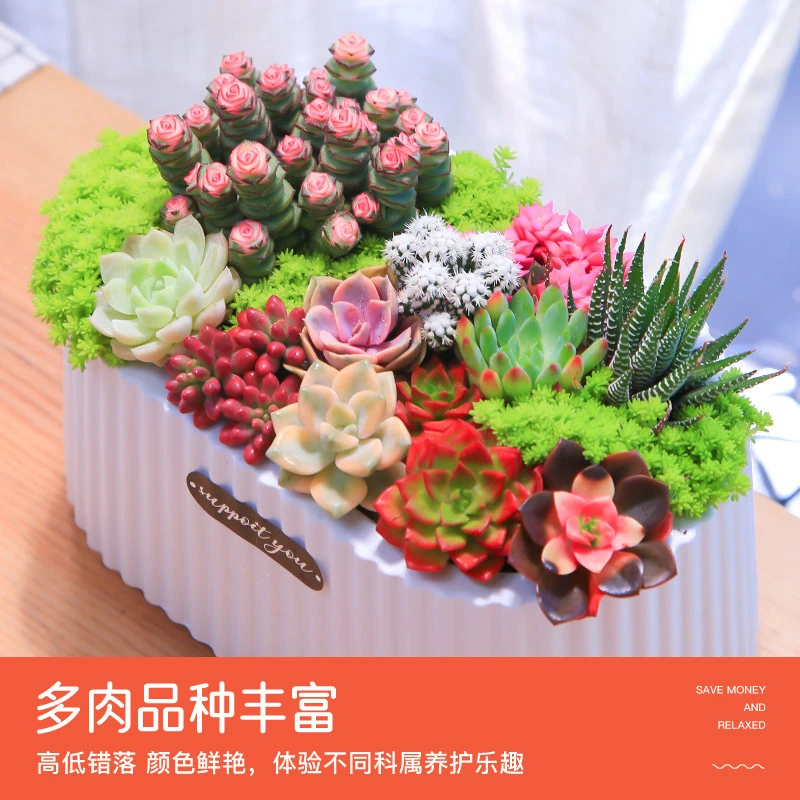 梦幻花园多肉绿植盆栽室内绿植花卉桌面耐活创意新手好养种好发A
