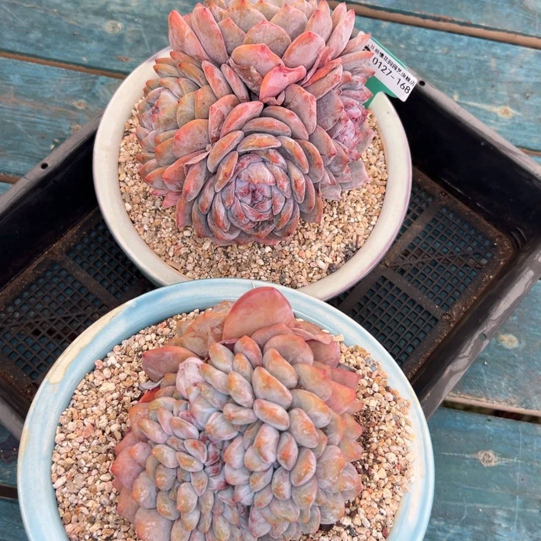 多肉一物一拍0127-168