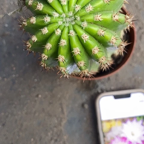 紫微星毛花2567889