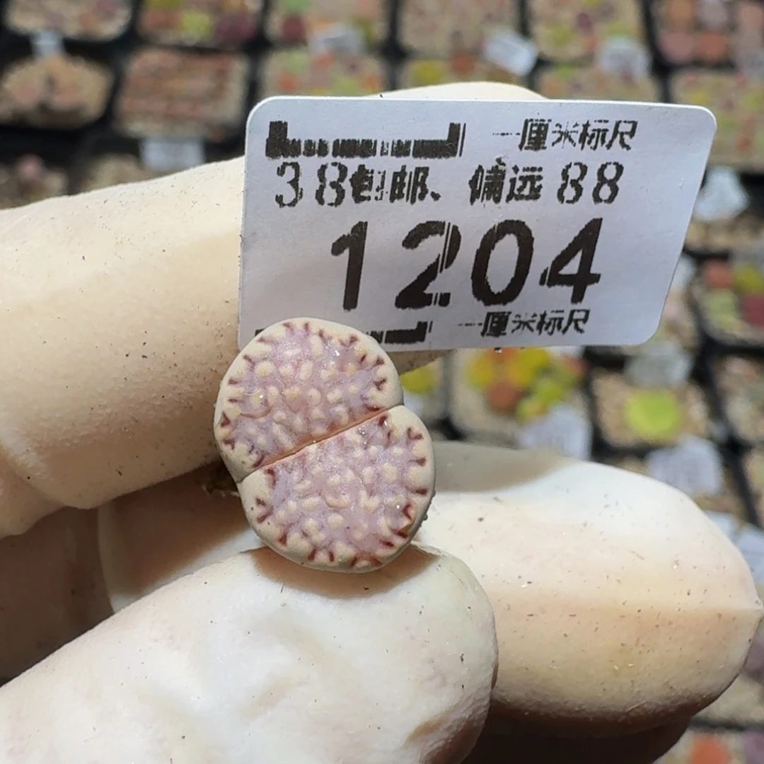 S***!zzzz精品生石花1204