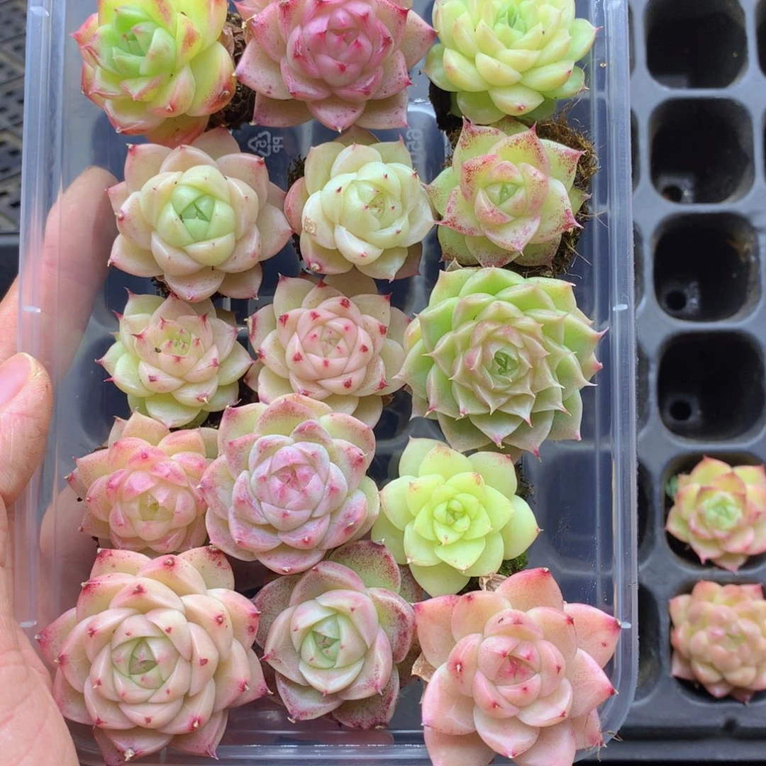 反反复复还是很开心070