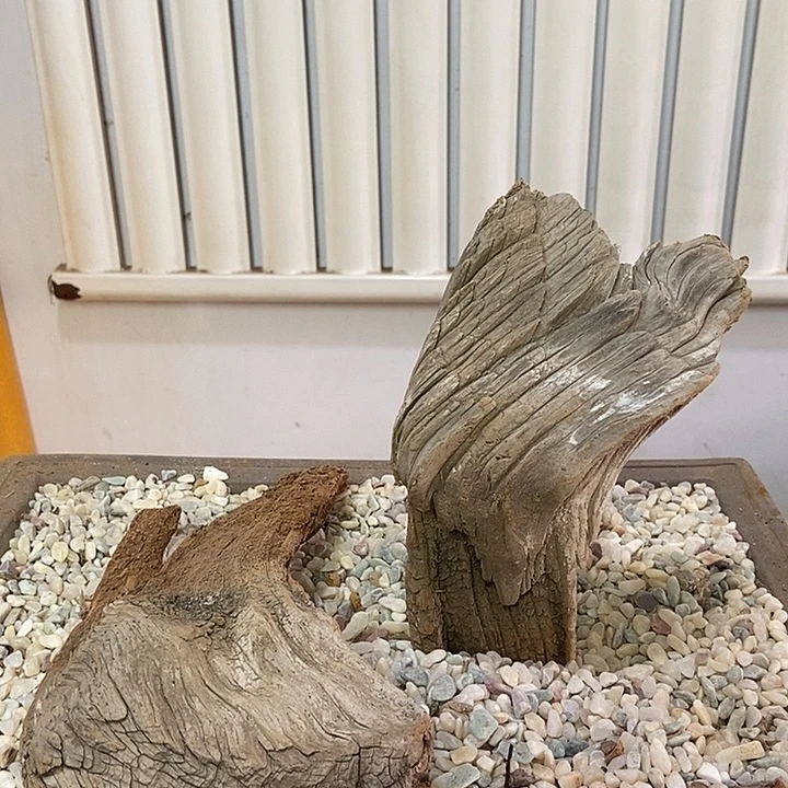 柏木崖柏根雕天然艺术