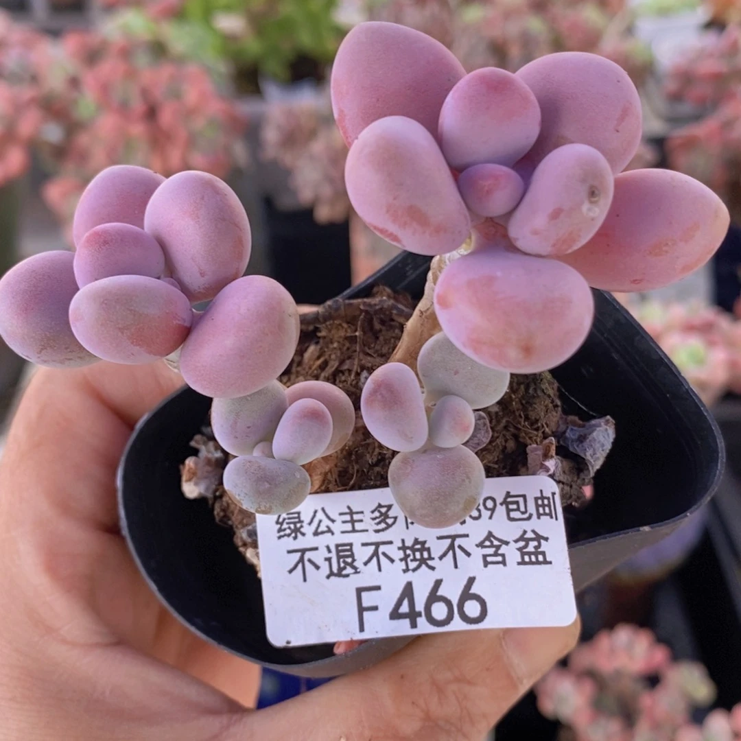 腰子桃蛋5cm466多肉植物