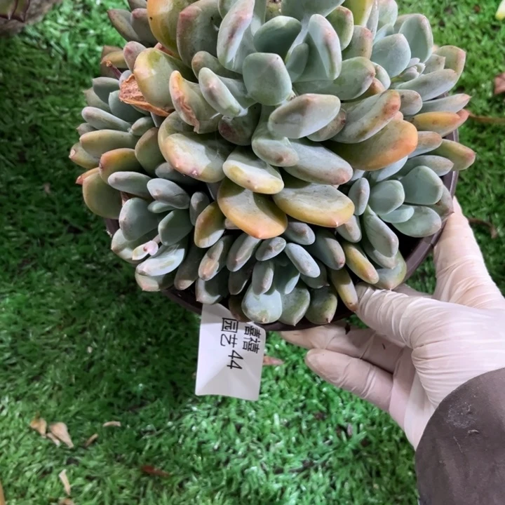 44灰姑娘手捧多肉植物叶子瑕疵
