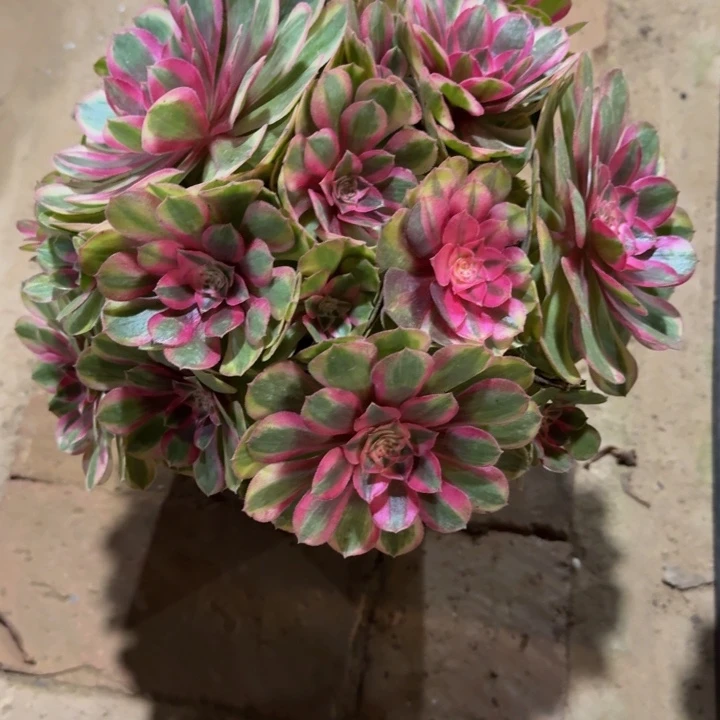 美***棣倾城变异056肉肉不周正