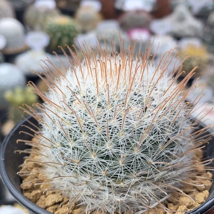 ****式新粉福利阳炎          实生根