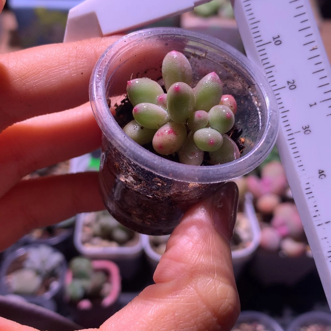 小腮红 不满28发到付 发一片叶