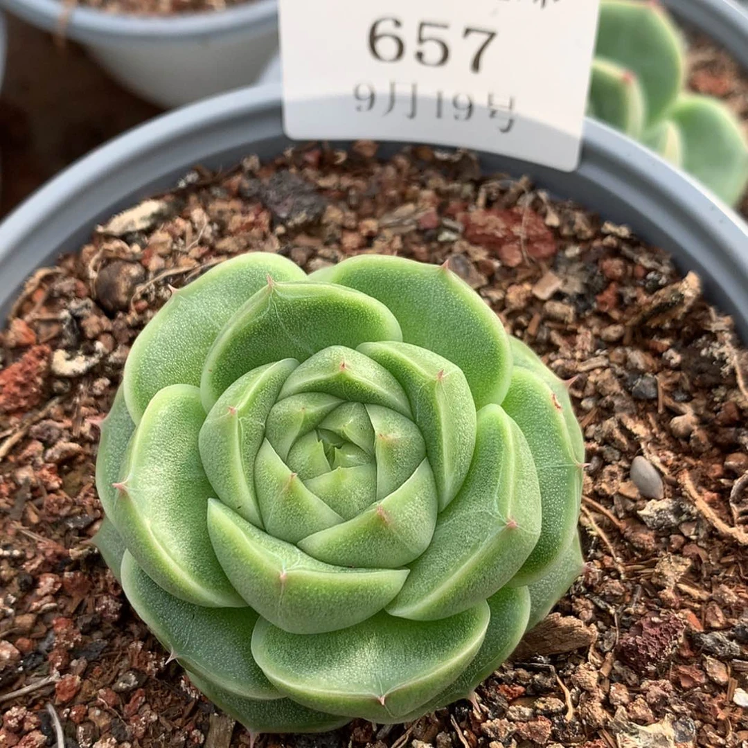 【闪购商品】云657号