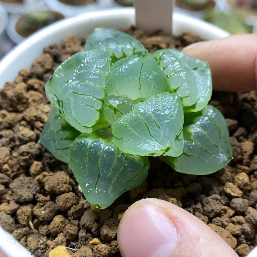 【闪购商品】与****子190琉璃