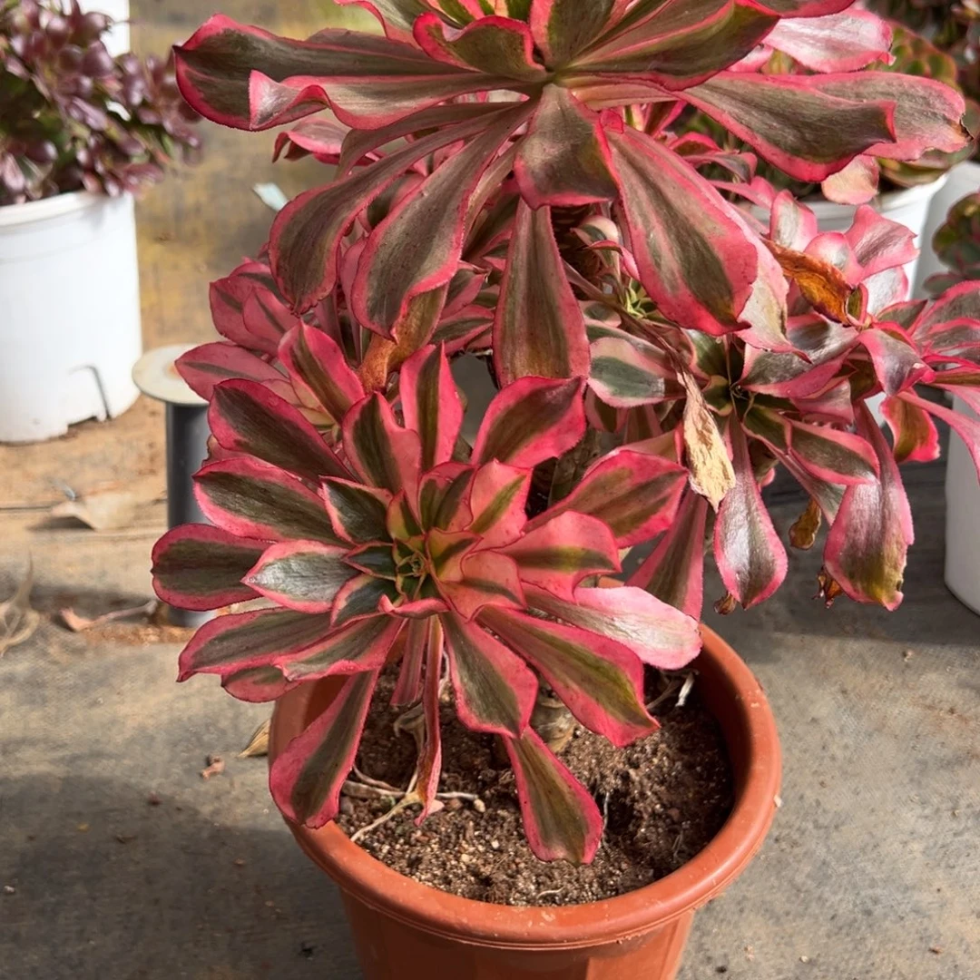 53魅影多肉嘻嘻嘻