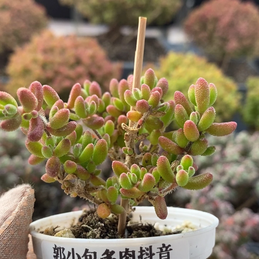 开播福利4188枝干番杏