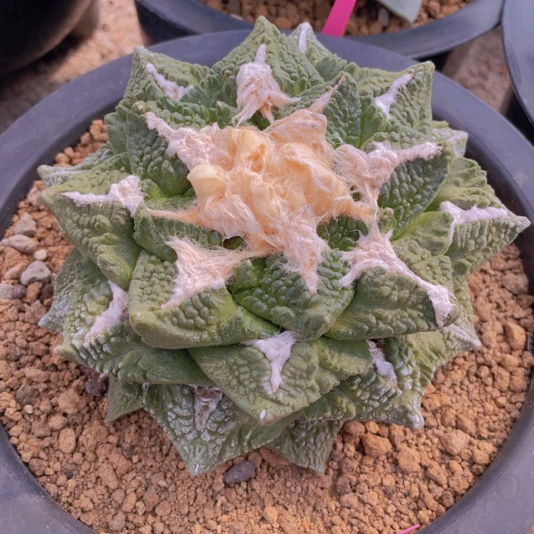 自根翘叶龟甲牡丹