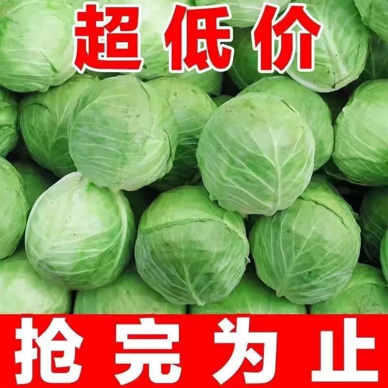 【现坎现发】青甘蓝包菜洋白菜蔬菜青菜新鲜露天农家自种坏菜包赔