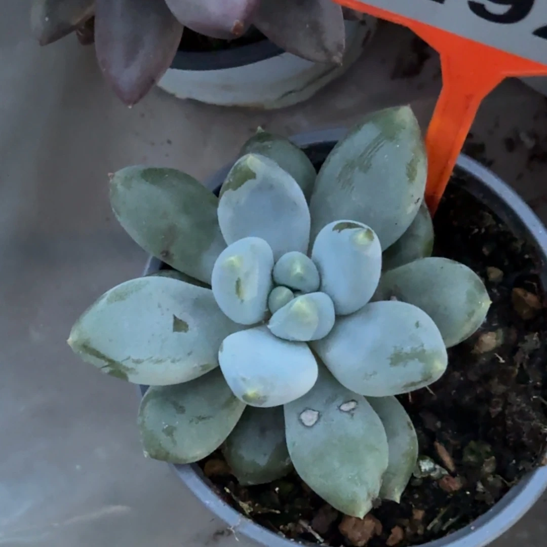 多肉植物胖体哥特492