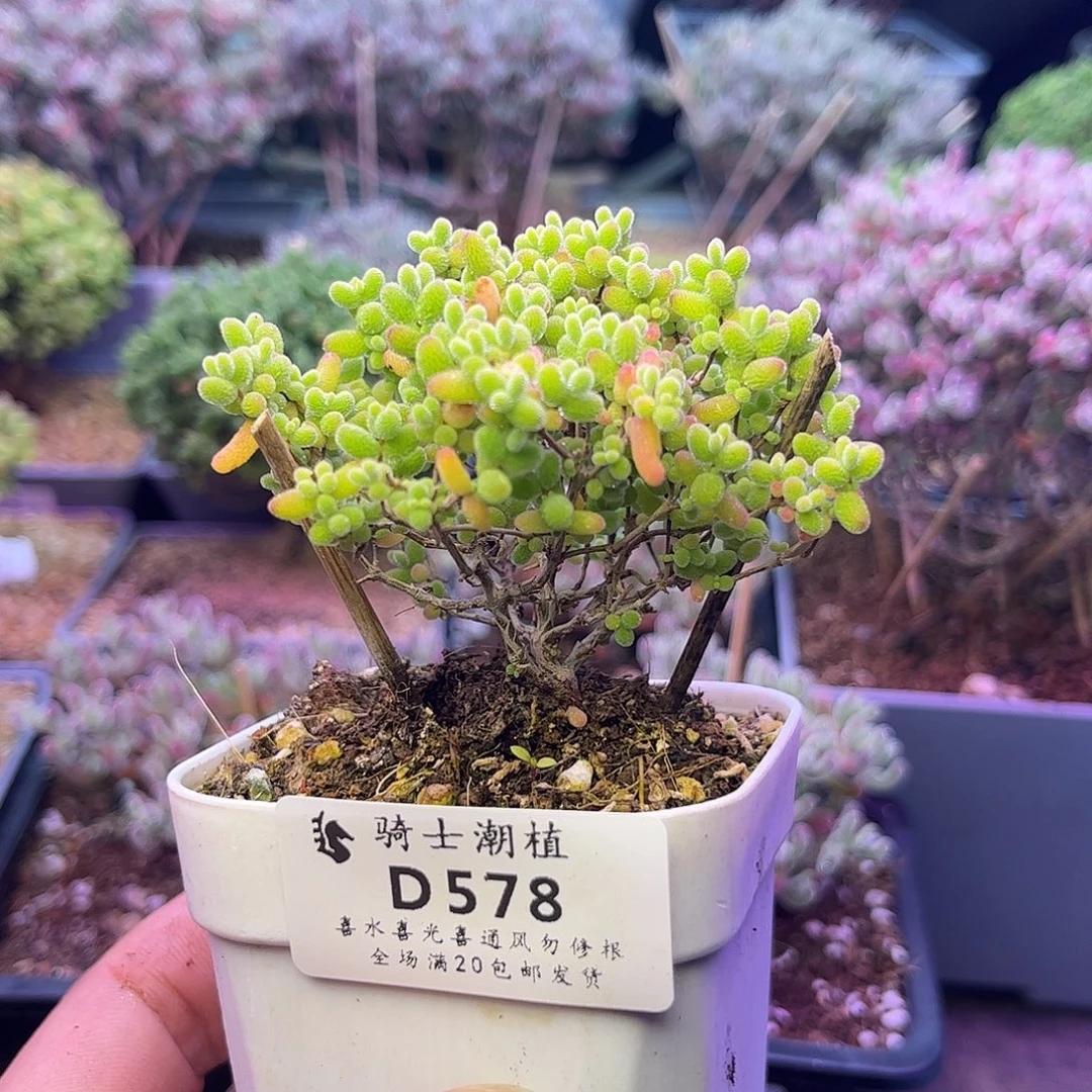 578蜜橘糖球枝干多肉